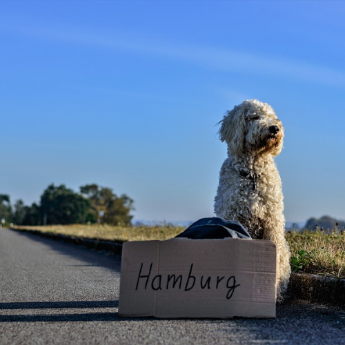 Tips när du reser med din hund i Europa