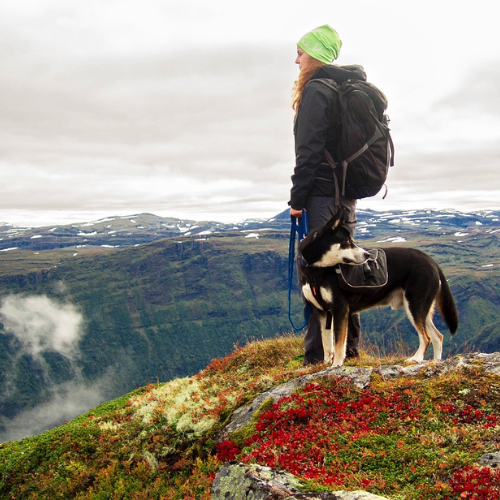 Vandra med din hund