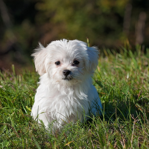 Saker att tänka på när du låter hunden vara ute i trädgården